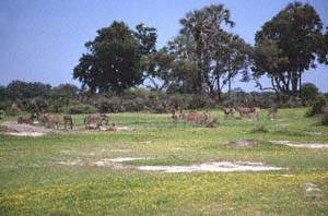 Steppenzebraherde vor Fächerpalmen und Akazien. Chief's Island, Moremi Game Reserve, Botsuana. / Herd of plains zebras in front of real fan palms and thorn trees. Chief's Island, Moremi Game Reserve, Botswana. / (c) Walter Mitch Podszuck (Bwana Mitch) - #991228-086