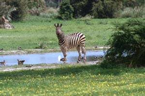 Steppenzebra an einer Wasserstelle. Chief's Island, Moremi Game Reserve, Botsuana. / Plains zebra near a water hole. Chief's Island, Moremi Game Reserve, Botswana. / (c) Walter Mitch Podszuck (Bwana Mitch) - #991228-090