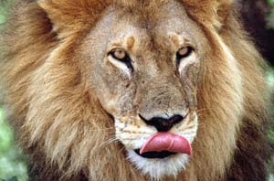 Lwen-Portrait mit Zunge. Chief's Island, Moremi Game Reserve, Botsuana. / Lion's portrait with tongue. Chief's Island, Moremi Game Reserve, Botswana. / (c) Walter Mitch Podszuck (Bwana Mitch) - #991228-104