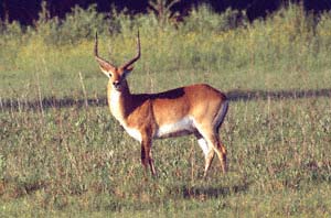 Roter Litschi-Antilopenbock auf Chief's Island, Moremi Game Reserve, Botsuana. / Red lechwe ram on Chief's Island, Moremi Game Reserve, Botswana. / (c) Walter Mitch Podszuck (Bwana Mitch) - #991228-207