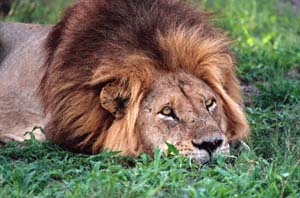 Entspannter Lwe auf Chief's Island. Moremi Game Reserve, Botsuana. / Relaxed lion on Chief's Island. Moremi Game Reserve, Botswana. / (c) Walter Mitch Podszuck (Bwana Mitch) - #991229-025