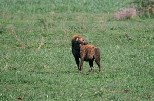 Weibliche Tüpfelhyäne. Chief's Island, Moremi Game Reserve, Botsuana. / Female spotted hyaena. Chief's Island, Moremi Game Reserve, Botswana. / (c) Walter Mitch Podszuck (Bwana Mitch) - #991229-046