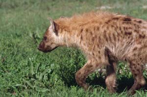 Weibliche Tüpfelhyäne. Chief's Island, Moremi Game Reserve, Botsuana. / Female spotted hyaena. Chief's Island, Moremi Game Reserve, Botswana. / (c) Walter Mitch Podszuck (Bwana Mitch) - #991229-055