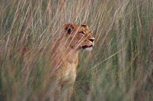 Lwin im hohen Gras, nach Beute ausschauend. Chief's Island, Moremi Game Reserve, Botsuana. / Lioness in the high grass, looking for prey. Chief's Island, Moremi Game Reserve, Botswana. / (c) Walter Mitch Podszuck (Bwana Mitch) - #991229-130