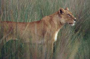 Lwin im hohen Gras, nach Beute ausschauend. Chief's Island, Moremi Game Reserve, Botsuana. / Lioness in the high grass, looking for prey. Chief's Island, Moremi Game Reserve, Botswana. / (c) Walter Mitch Podszuck (Bwana Mitch) - #991229-135