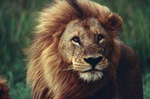 Lwe im Gewittersturm auf Chief's Island, Moremi Game Reserve, Botsuana. / Lion in thunder storm on Chief's Island, Moremi Game Reserve, Botswana. / (c) Walter Mitch Podszuck (Bwana Mitch) - #991229-151