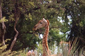 Angola-Giraffe auf Chief's Island, Moremi Game Reserve, Botsuana. / Angolan giraffe on Chief's Island, Moremi Game Reserve, Botswana. / (c) Walter Mitch Podszuck (Bwana Mitch) - #991229-156