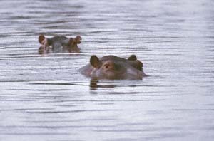 Zwei Paar Flusspferdaugen in einem Wasserloch auf Chief's Island. Moremi Game Reserve, Botsuana. / Two pairs of hippopotamus' eyes in a waterhole on Chief's Island. Moremi Game Reserve, Botswana. / (c) Walter Mitch Podszuck (Bwana Mitch) - #991229-183