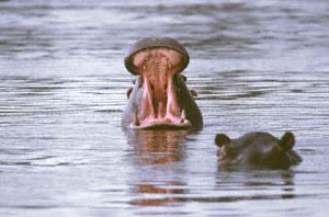 Ein Flusspferd zeigt die stoßzahnartigen Eck- und Schneidezähne. Chief's Island, Moremi Game Reserve, Botsuana. / Hippopotamus showing tusk-like canines and incisors. Chief's Island, Moremi Game Reserve, Botswana. / (c) Walter Mitch Podszuck (Bwana Mitch) - #991229-185