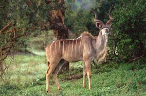 Ausgewachsener Grokudubulle auf Chief's Island, Moremi Game Reserve, Botsuana. / Adult greater kudu bull on Chief's Island, Moremi Game Reserve, Botswana. / (c) Walter Mitch Podszuck (Bwana Mitch) - #991230-008