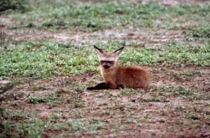 Löffelhund auf Chief's Island, Moremi Game Reserve, Botsuana. / Bat-eared fox on Chief's Island, Moremi Game Reserve, Botswana. / (c) Walter Mitch Podszuck (Bwana Mitch) - #991230-018
