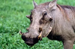Männliches Warzenschwein mit den typischen zwei Warzenpaaren. Chief's Island, Moremi Game Reserve, Botsuana. / Male warthog with typical two pairs of warts. Chief's Island, Moremi Game Reserve, Botswana. / (c) Walter Mitch Podszuck (Bwana Mitch) - #991230-019