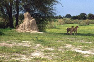 Zwei Geparde neben einem Termitenhügel. Chief's Island, Moremi Game Reserve, Botsuana. / Two cheetahs beside a termite mound. Chief's Island, Moremi Game Reserve, Botswana. / (c) Walter Mitch Podszuck (Bwana Mitch) - #991230-033