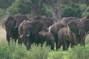 Elefantenherde. NG22 (Kwedi Reserve), Botsuana. / Herd of elephants. NG22 (Kwedi Reserve), Botswana. / (c) Walter Mitch Podszuck (Bwana Mitch) - #991230-120