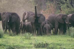 Elefantenherde in Verteidigungsformation. NG22 (Kwedi Reserve), Botsuana. / Herd of elephants in defense formation. NG22 (Kwedi Reserve), Botswana. / (c) Walter Mitch Podszuck (Bwana Mitch) - #991230-124