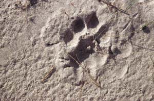 Lwenspur. NG22 (Kwedi Reserve), Botsuana. / Lion's spoor. NG22 (Kwedi Reserve), Botswana. / (c) Walter Mitch Podszuck (Bwana Mitch) - #991231-004