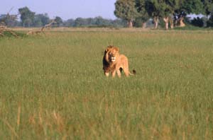 Löwe im Gras. NG22 (Kwedi Reserve), Botsuana. / Lion in the grass. NG22 (Kwedi Reserve), Botswana. / (c) Walter Mitch Podszuck (Bwana Mitch) - #991231-010