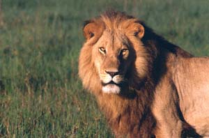 Löwe im Morgenlicht. NG22 (Kwedi Reserve), Botsuana. / Lion in the morning light. NG22 (Kwedi Reserve), Botswana. / (c) Walter Mitch Podszuck (Bwana Mitch) - #991231-015