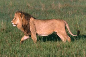Löwe beim Morgenspaziergang. NG22 (Kwedi Reserve), Botsuana. / Lion at morning walk. NG22 (Kwedi Reserve), Botswana. / (c) Walter Mitch Podszuck (Bwana Mitch) - #991231-016