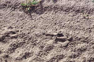 Gepardenspur. NG22 (Kwedi Reserve), Botsuana. / Cheetah's spoor. NG22 (Kwedi Reserve), Botswana. / (c) Walter Mitch Podszuck (Bwana Mitch) - #991231-018