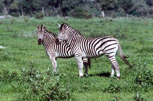 Zwei Steppenzebras. NG22 (Kwedi Reserve), Botsuana. / Two plains zebras. NG22 (Kwedi Reserve), Botswana. / (c) Walter Mitch Podszuck (Bwana Mitch) - #991231-027