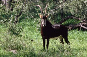 Rappenantilopenbulle. NG22 (Kwedi Reserve), Botsuana. / Sable antelope bull. NG22 (Kwedi Reserve), Botswana. / (c) Walter Mitch Podszuck (Bwana Mitch) - #991231-043
