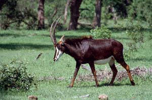 Rappenantilopenkuh. NG22 (Kwedi Reserve), Botsuana. / Sable antelope cow. NG22 (Kwedi Reserve), Botswana. / (c) Walter Mitch Podszuck (Bwana Mitch) - #991231-054