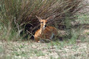 Liegende weibliche Steinantilope. NG22 (Kwedi Reserve), Botsuana. / Lying steenbok ewe. NG22 (Kwedi Reserve), Botswana. / (c) Walter Mitch Podszuck (Bwana Mitch) - #991231-057