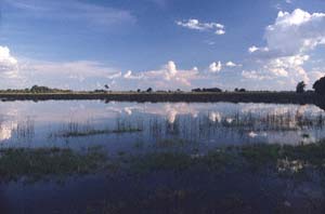 Wolkenspiegelungen auf einem Fluss. NG22 (Kwedi Reserve), Botsuana. / Cloud reflections on a river. NG22 (Kwedi Reserve), Botswana. / (c) Walter Mitch Podszuck (Bwana Mitch) - #991231-076